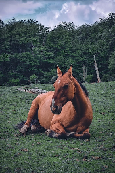 Ein braunes Pferd liegt auf einer grünen Wiese, im Hintergrund ein Wald