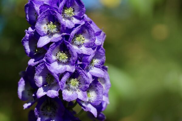 Die Blüten eines Blauen Eisenhuts