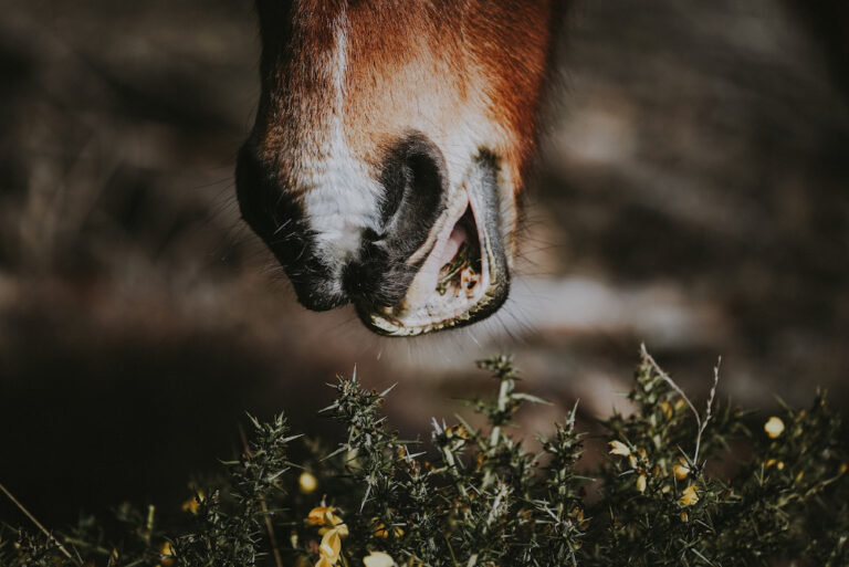 Ein Pferd versucht Stechginster zu fressen