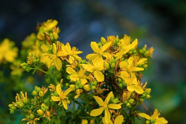 Die gelben Blüten des Johanniskrauts