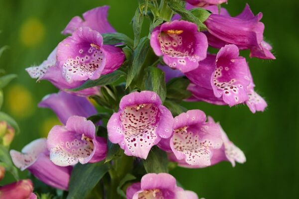Die violetten, trompetenartigen Blüten eines roten Fingerhuts