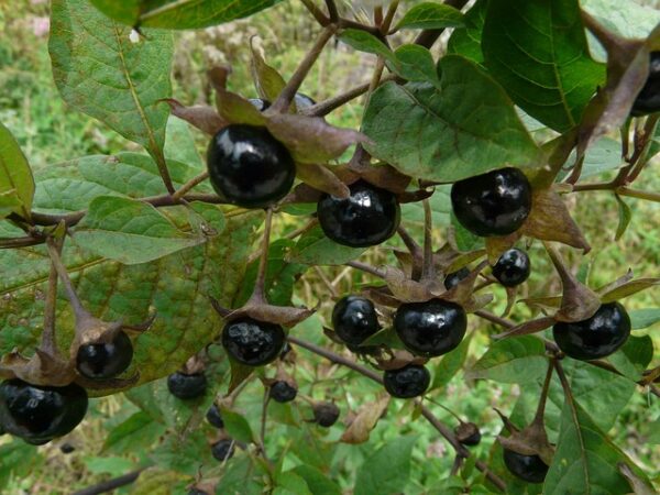 Die Früchte und Blätter einer Schwarzen Tollkirsche