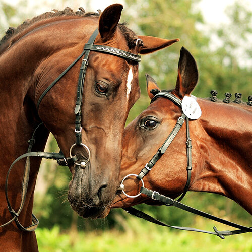 Zwei Pferde beschnuppern einander