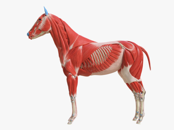 Eine 3D-Grafik, welche die Bemuskelung eines Pferdes zeigt