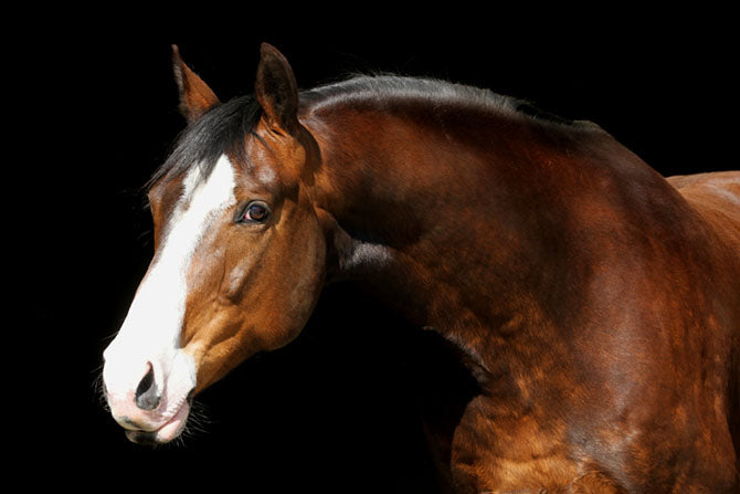 In Zeiten von Stress: Das Pferd beruhigen