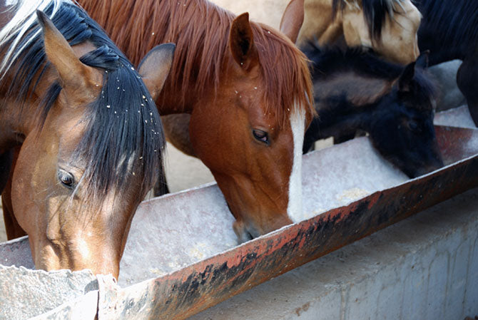 Futtertrog für das Pferd