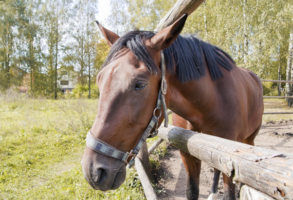 Erhöhte Temperatur: Was bedeutet Fieber beim Pferd?