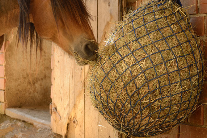 Pferd frisst aus dem Heunetz