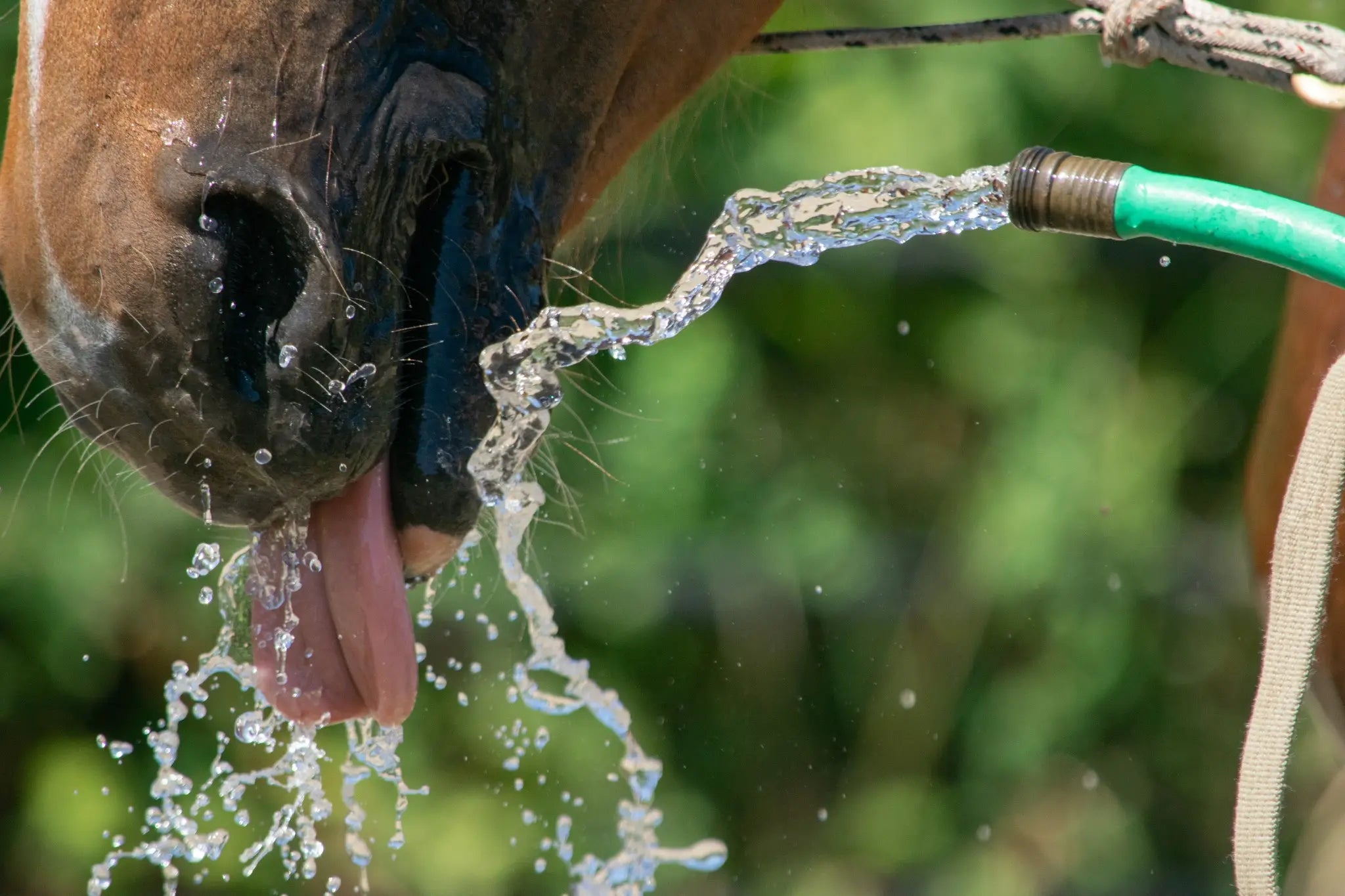 Ein Pferd trinkt Wasser aus einem Schlauch.