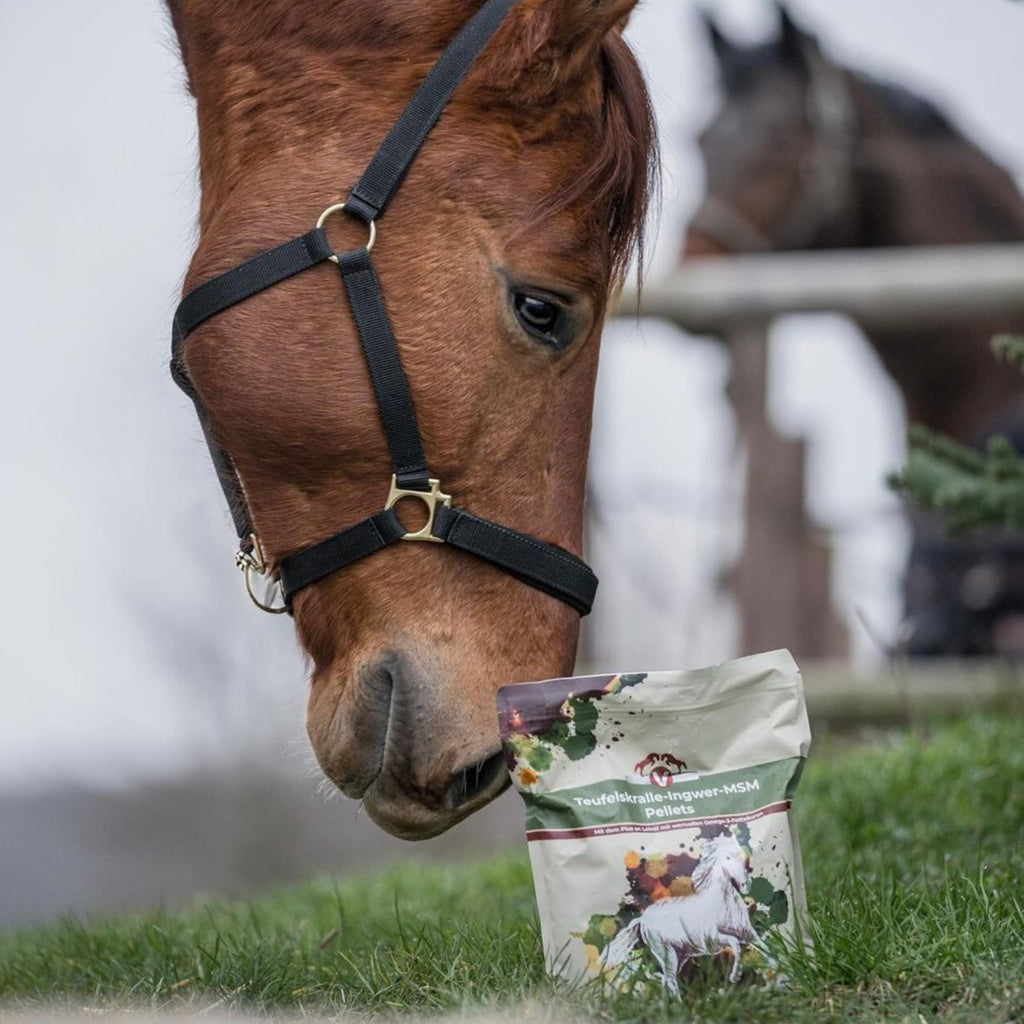 Equidocs Teufelskralle-Ingwer-MSM Pellets 1500g
