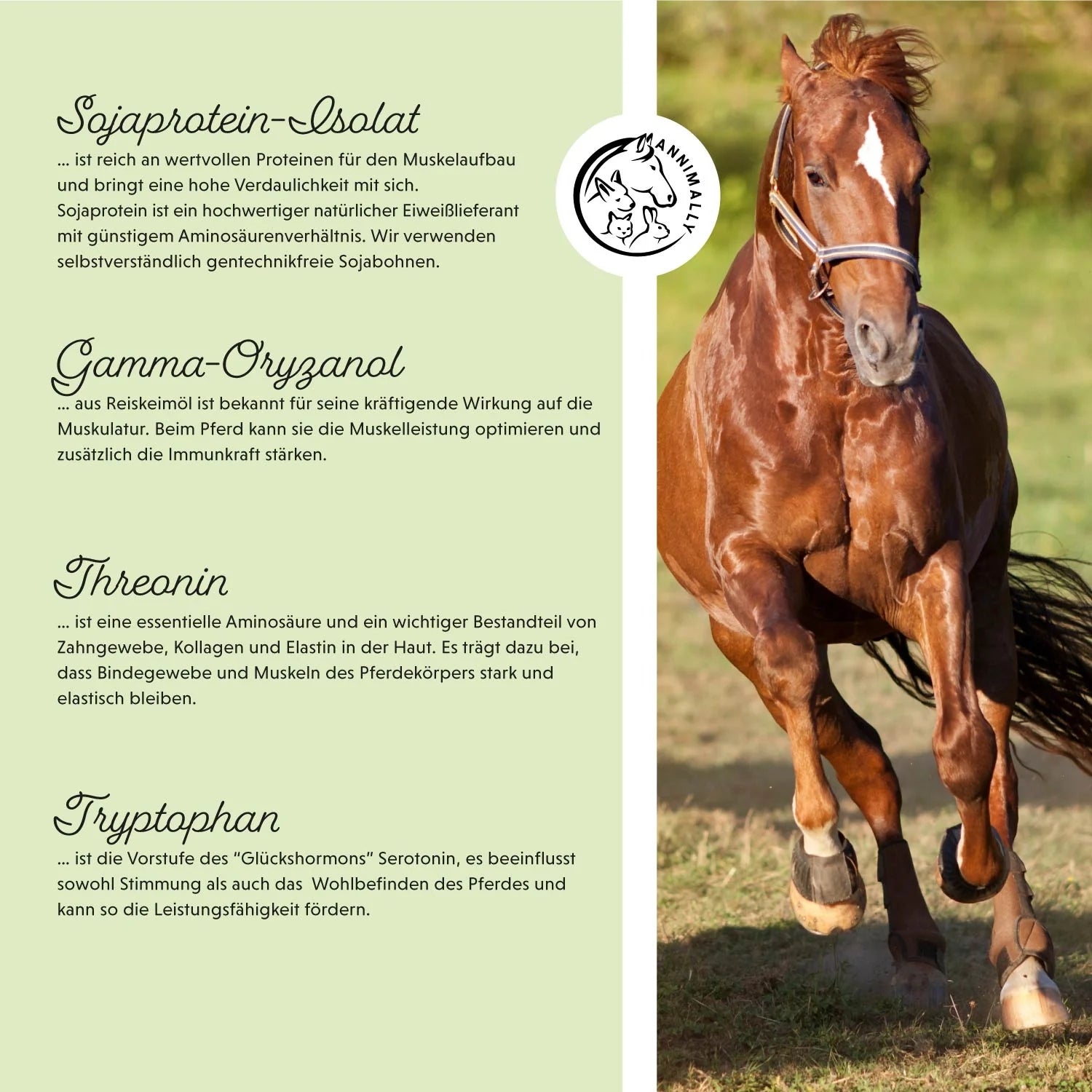 Annimally Muskelpower Pulver für Pferde Nachfüllpack 2kg