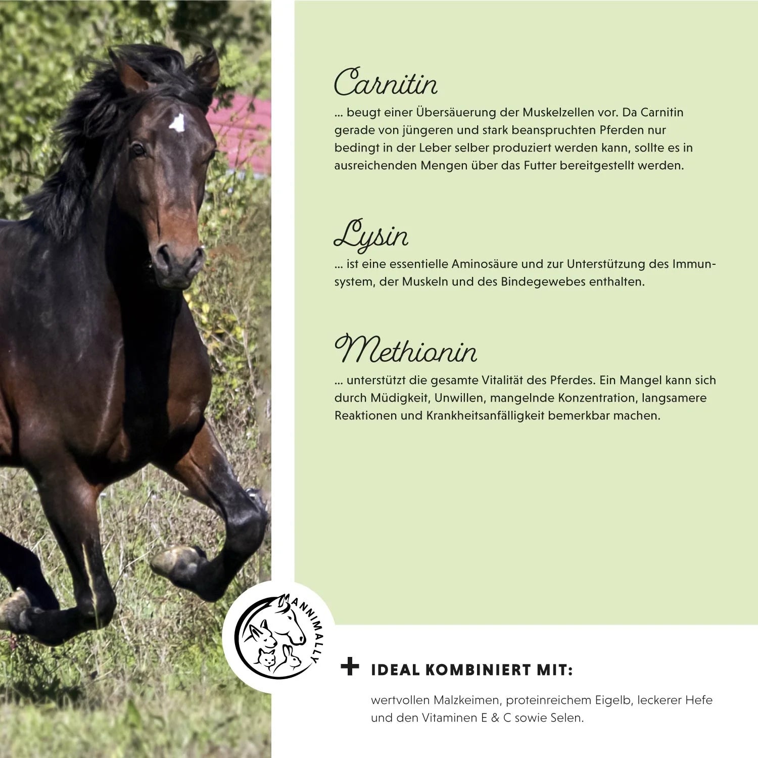 Annimally Muskelpower Pulver für Pferde Nachfüllpack 2kg