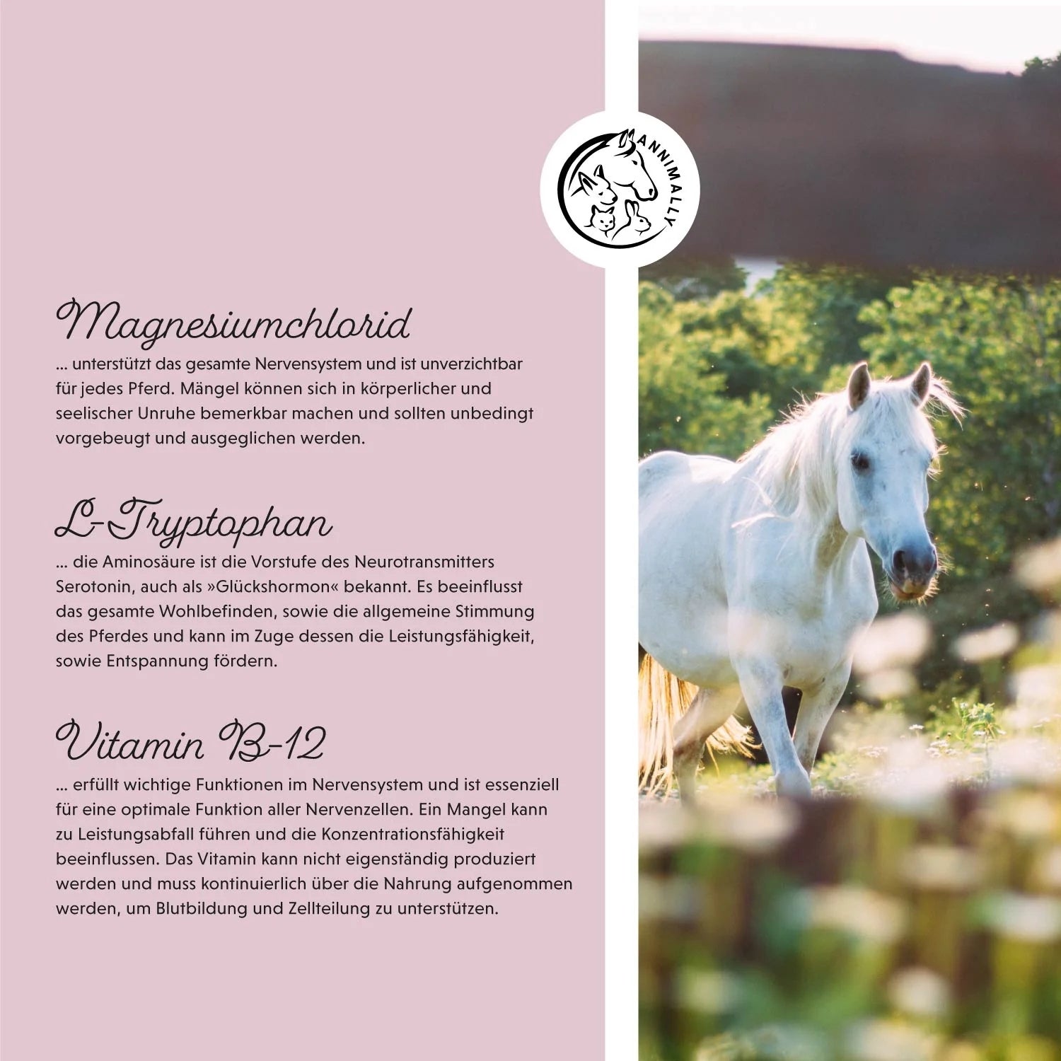 11524 – Bild 1