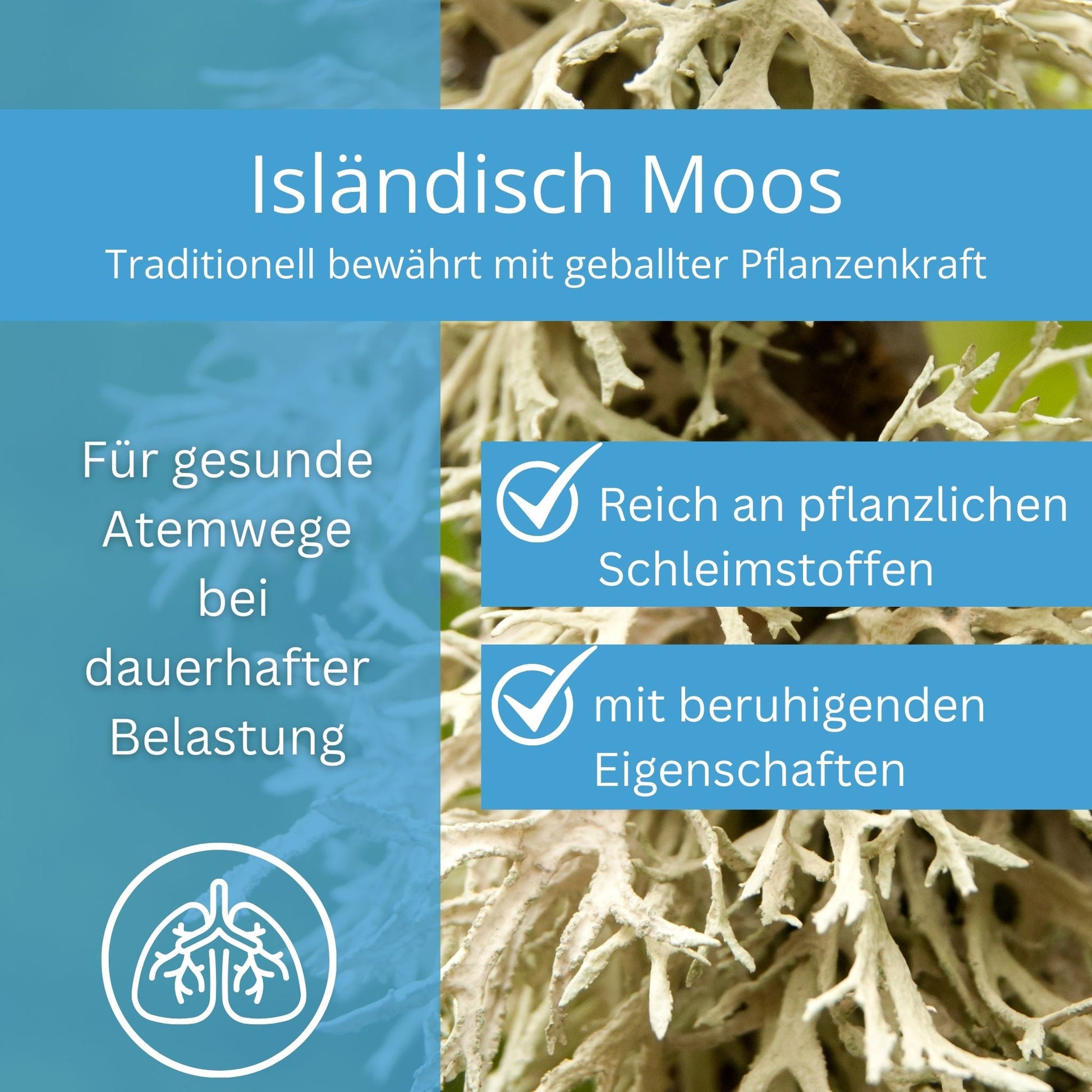 Equidocs Bronchilax 1000ml