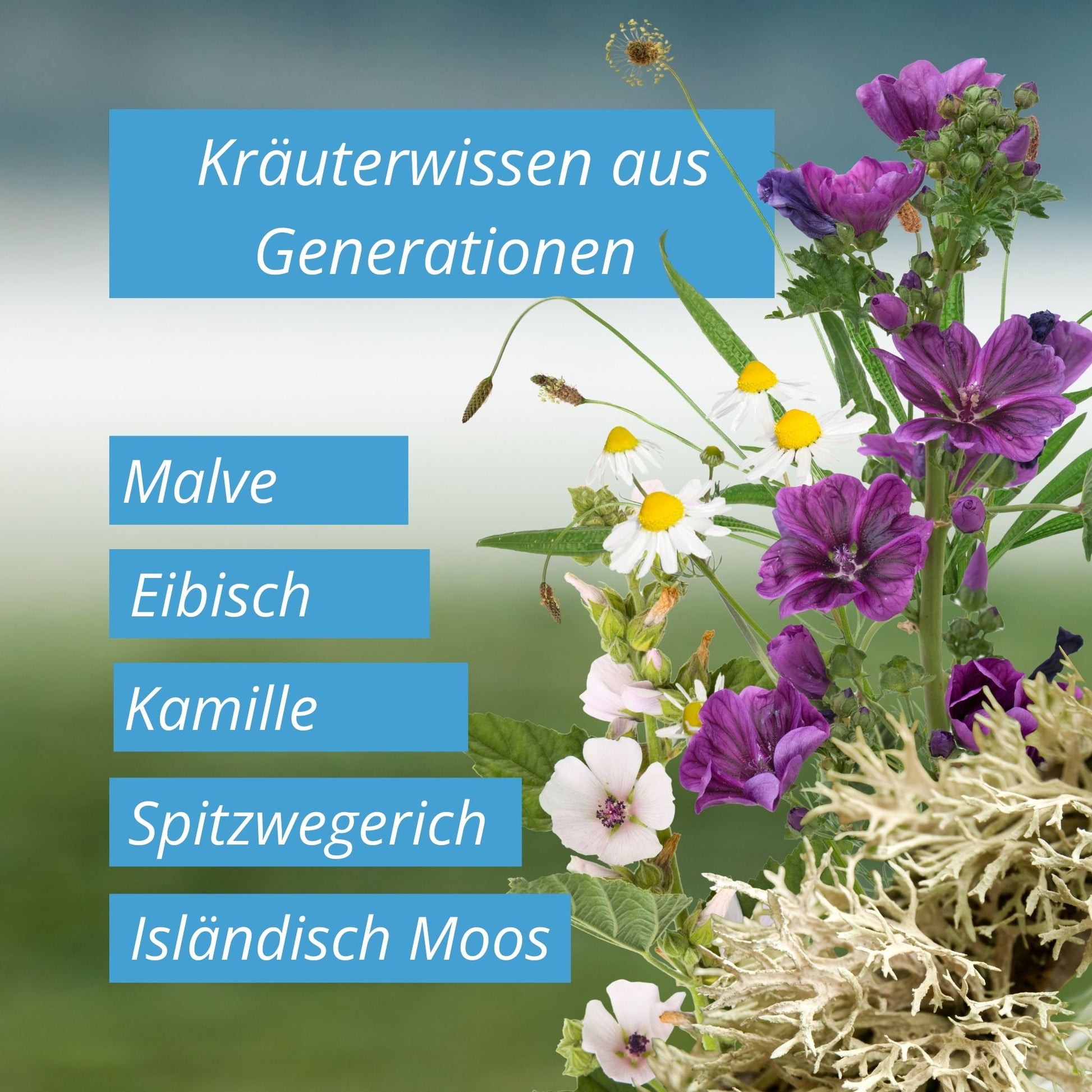 Equidocs Bronchilax 1000ml