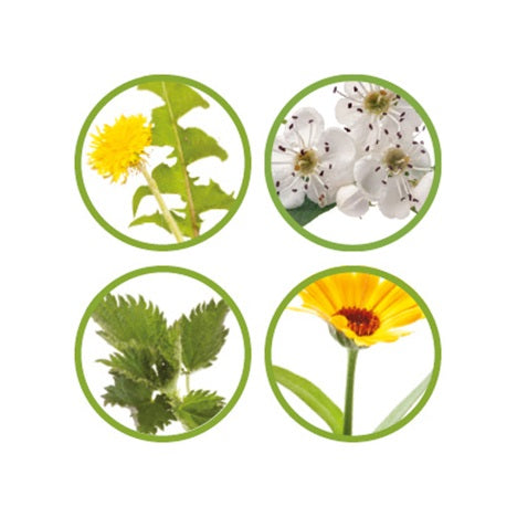 Pavo DailyFit XL 13kg