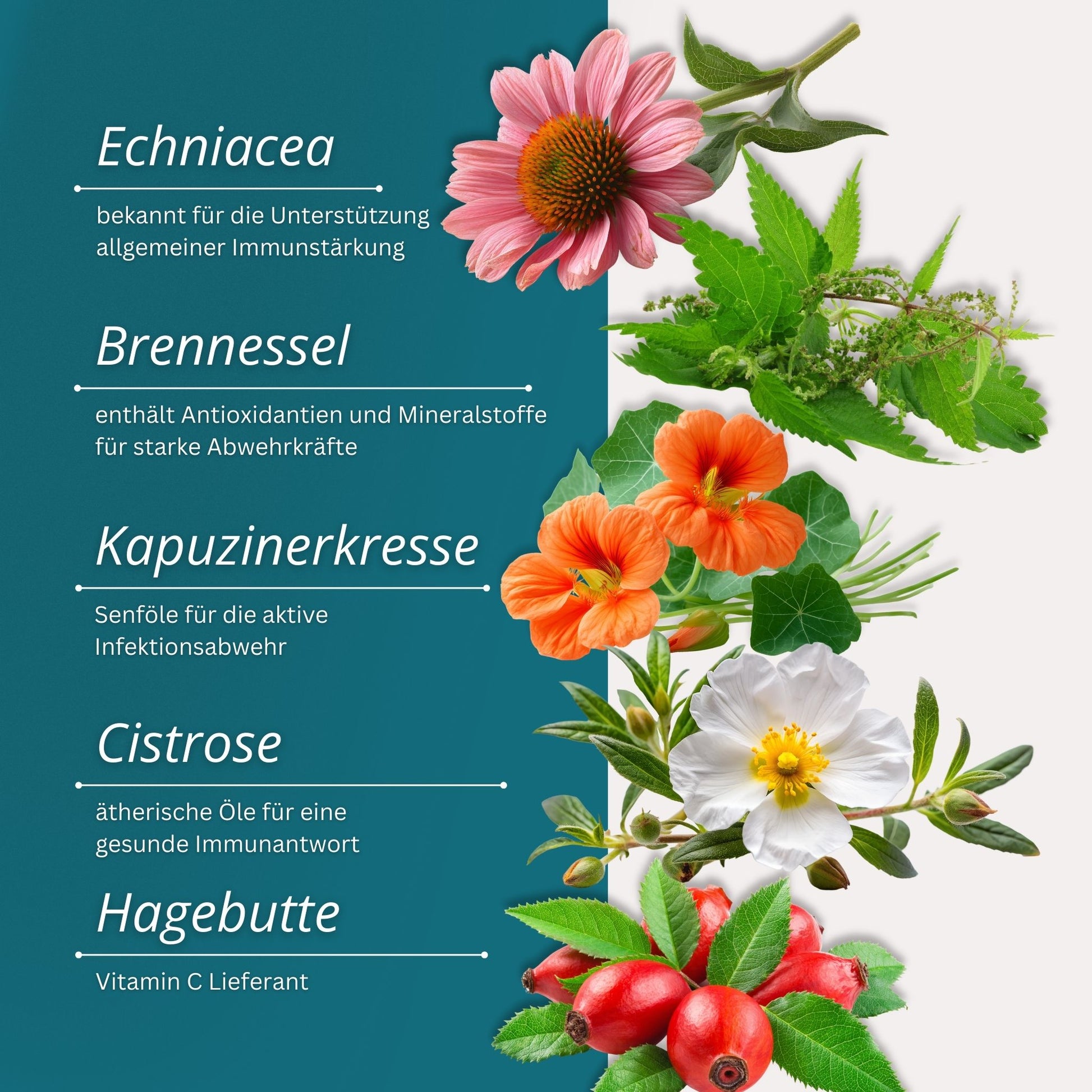 Equidocs Kräutermischung Immun Fit 1000 g