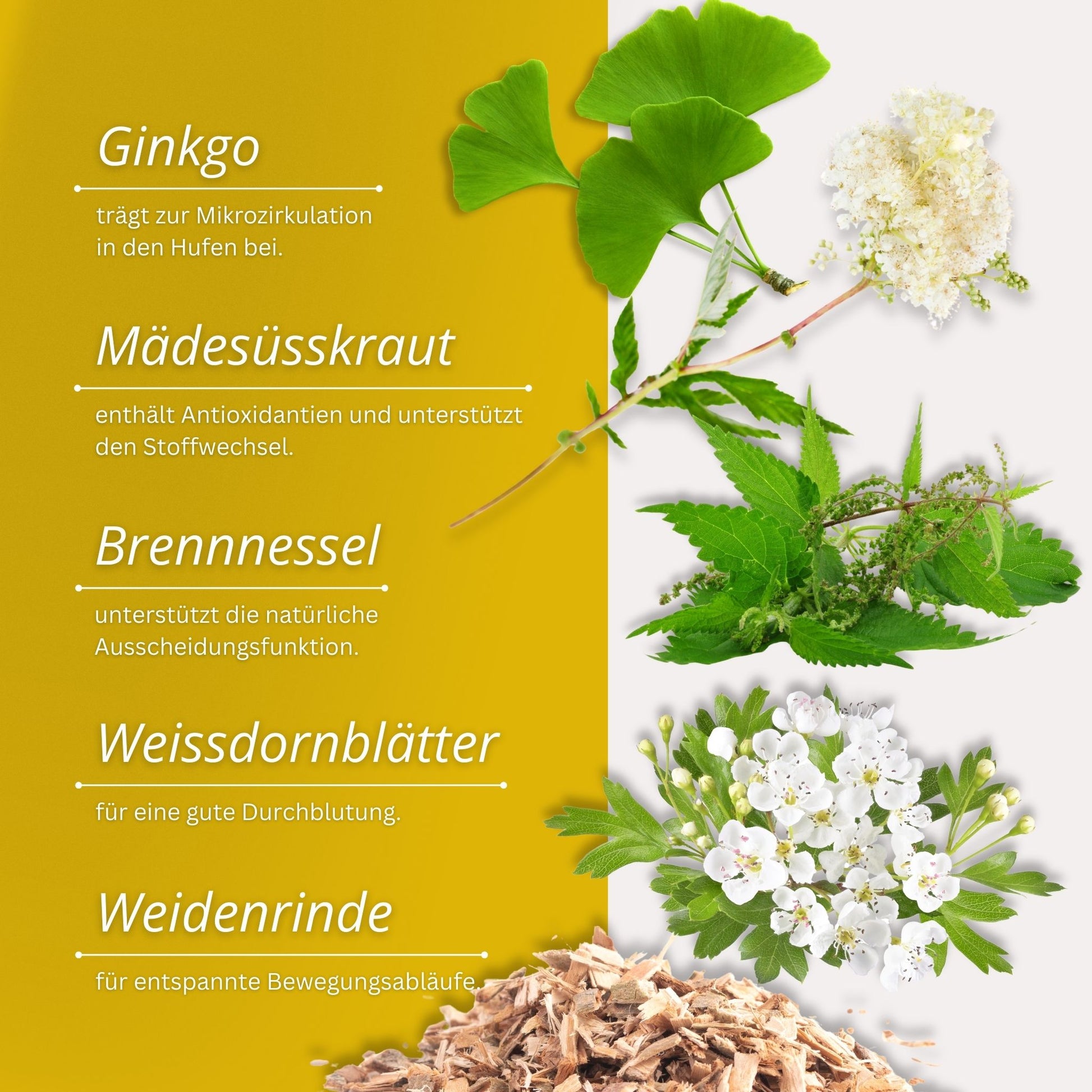251EDR – Bild 2