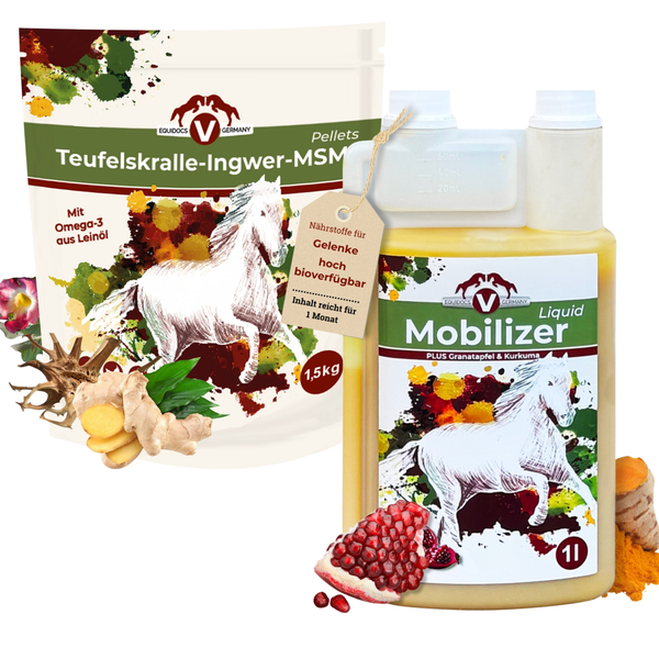 Dein Pferd in Bewegung 